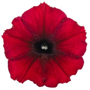 Petunias (Proven Winners)